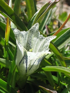 Gentiana algida